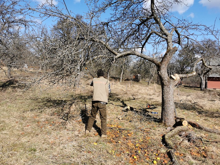 sadař prořezává ovocný strom