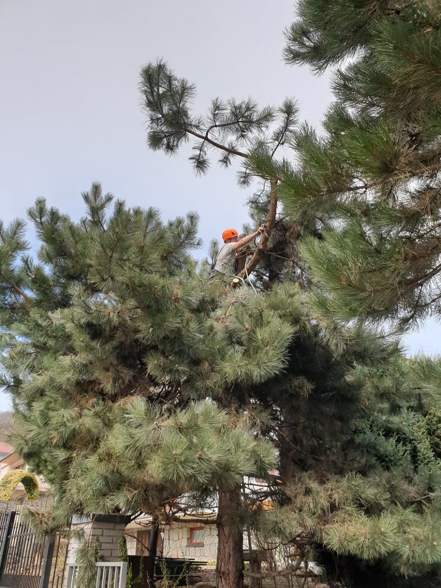 úprava výšky a hustoty stromu